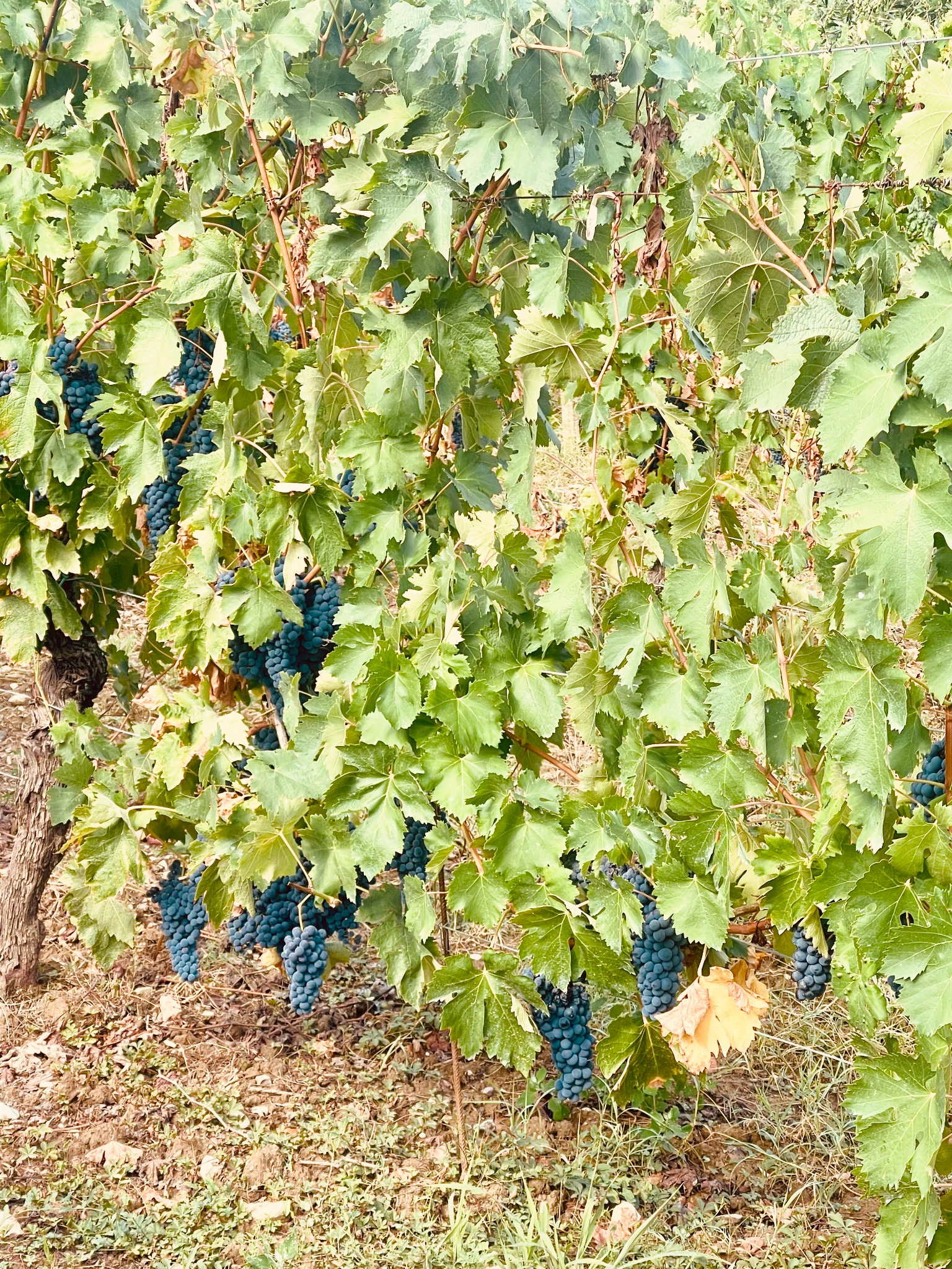 Dark ripe grapes hanging among green leaves in a Tuscan vineyard